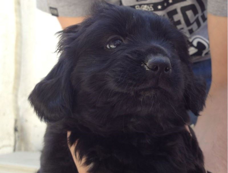 Adoption - A young female puppy, Pekingese cross, looking for a home