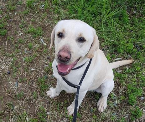 Adoption - 1.5 year old male Labrador looking for a new home