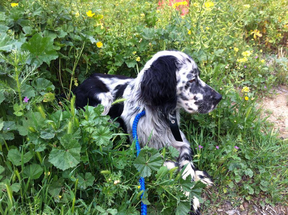 Adoption - Oliver (Ollie), English Setter, male, 1 year old