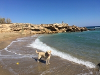 Neo Chorio Dog Beach Near Akamas, Polis