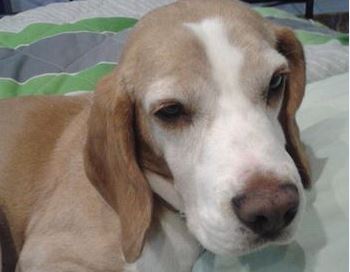 Adoption - Rudy, brown and white male Beagle lost in Limassol