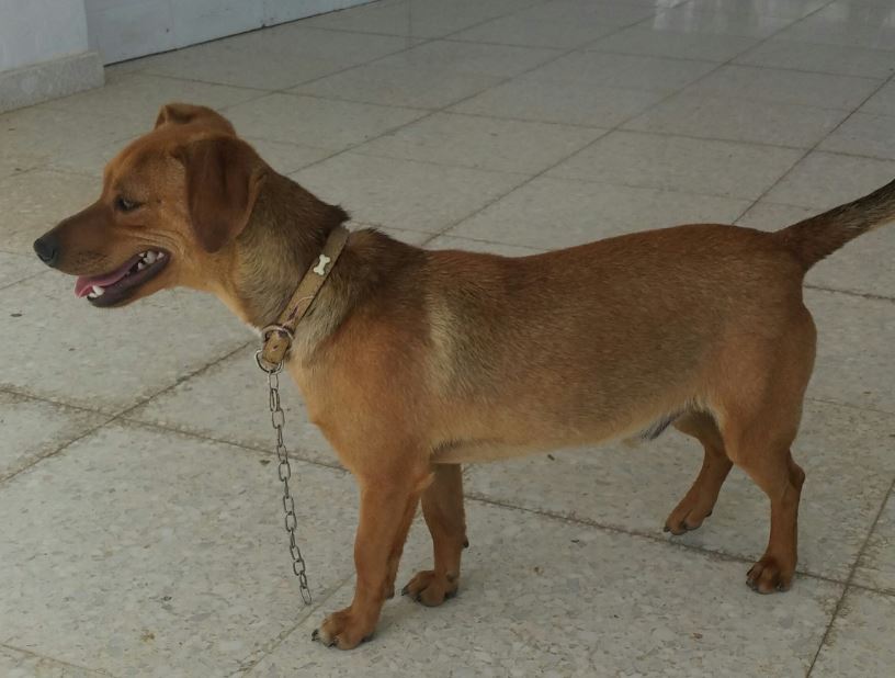 Adoption - Brandy, brown male dog, lost in Deftera