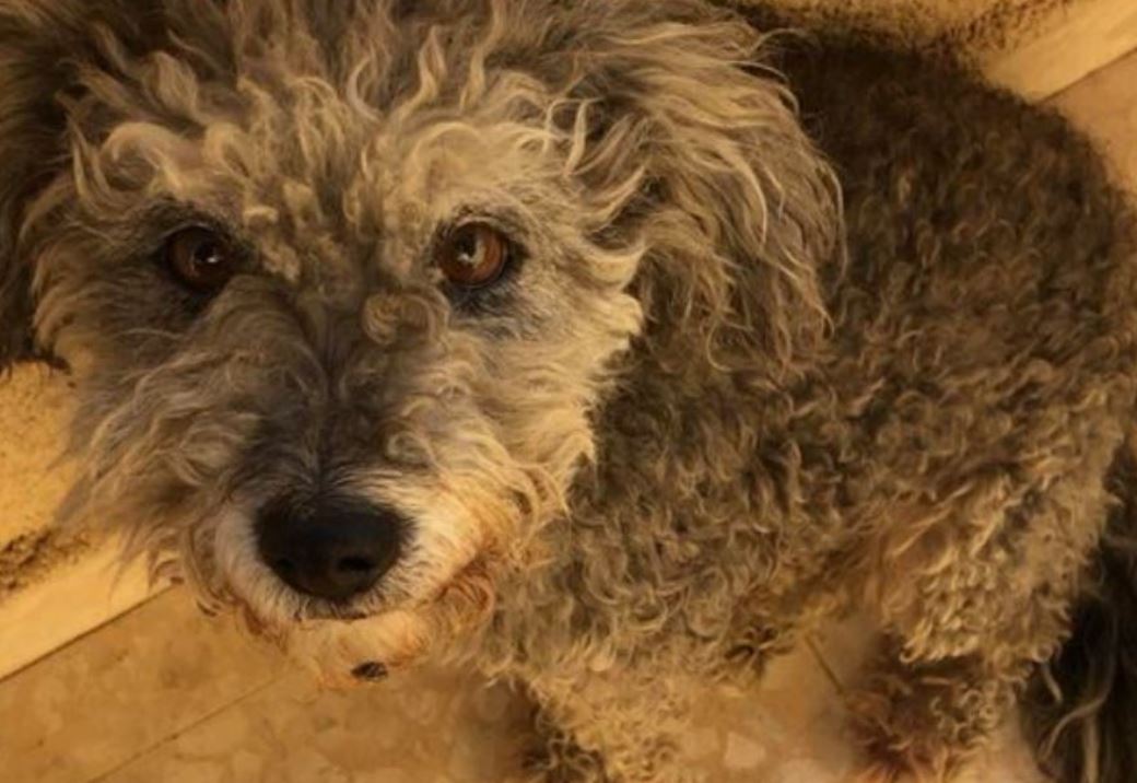 Adoption - Daisy, female poodle mix, lost in Limassol