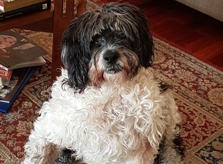Adoption - Female Poodle Terrier lost in Deftera